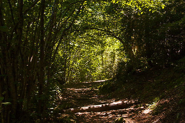 포토 JPG 해외이미지 나무 식물 길 잎 자연 풍경 사람없음 야외 목재 초록색 여름 빛 환경 산책 손상 하이킹 에너지 나뭇가지 숲 내추럴 해외202009 해외포토 계절 컬러 컨셉 재료 레저 휴식 생태계 파일형식