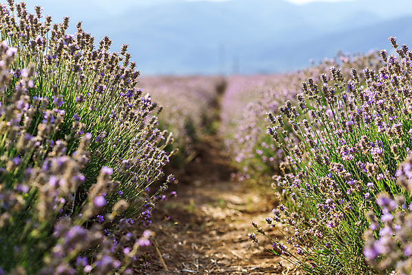 포토 JPG 해외이미지 나무 식물 구름 꽃 선 백그라운드 밭 농업 자연 하늘 파노라마 풍경 초원 사람없음 야외 여름 파란색 컬러풀 태양 정원 보라색 일몰 활발 수확 시골 개화 저녁 허브 제비꽃 향수 향기 아로마 아로마테라피 라벤더 내추럴 강렬 불가리아 프로방스 해외202009 해외포토 자연요소 계절 산업 컬러 컨셉 촬영기법 노을 화장품 야간 생태계 냄새 테라피 파일형식 남유럽