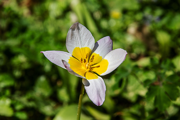 포토 JPG 해외이미지 식물 꽃잎 꽃 줄기 분홍색 잎 사람없음 초록색 컬러풀 노란색 잡초 허브 단아함 해외202009 해외포토 컬러 파일형식