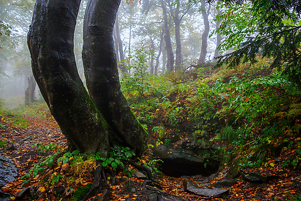 포토 JPG 해외이미지 구름 스포츠 하늘 날씨 휴가 휴식 산 파노라마 풍경 초원 사람없음 태양 맑음 일몰 놀람 트래킹 하이킹 안개 언덕 폴란드 산악지대 슬로바키아 해외202009 해외포토 자연요소 감정 유럽 컨셉 레저 촬영기법 표정 노을 파일형식