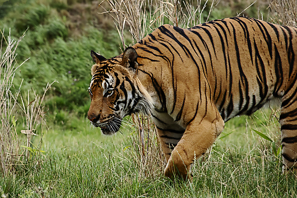포토 JPG 해외이미지 동물 아시아 얼굴 야생동물 줄기 백그라운드 오렌지 포유류 자연 수염 털 사람없음 초록색 노란색 머리 걷기 검은색 고양이 중국 힘 줄무늬 흰색 표현 호랑이 위험 큼 무서움 피부 코 귀 육식동물 사냥꾼 멸종 표범 말레이시아 단아함 해외202009 해외포토 식물 직업 감정 나라 컬러 컨셉 무늬 과일 모션 신체부위 반려동물 크기 생태계 파일형식