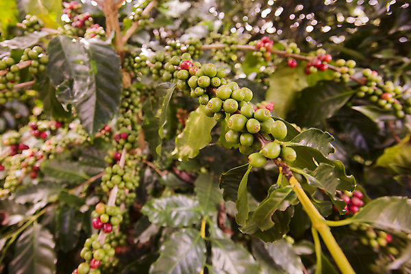 포토 JPG 해외이미지 아시아 커피 농업 태국 자연 콩 사람없음 농장 동남아시아 카페 해외202009 해외포토 나라 산업 음료 곡류 상점 생태계 파일형식