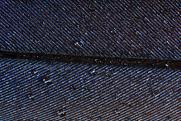 포토 JPG 해외이미지 백그라운드 추상 사람없음 물 떨어짐 순수 깃털 부드러움 해외202009 해외포토 자연요소 컨셉 무늬 감각 파일형식