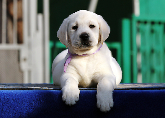 포토 JPG 해외이미지 응시 행복 어린이 놀이 탁자 사람없음 파란색 반려동물 노란색 기쁨 개 리트리버 달콤 강아지 래브라도리트리버 위치 창백 기르기 유래 해외202009 해외포토 동물 시선 감정 컬러 가구 포유류 사람 맛 돌봄 파일형식