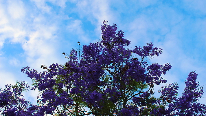 포토 JPG 해외이미지 나무 식물 구름 배너 꽃 꽃무늬 자연 하늘 풍경 사람없음 파란색 보라색 활발 벚꽃 나뭇가지 개화 포르투갈 장면 교외 구성 완벽 해외202009 해외포토 자연요소 유럽 컬러 컨셉 무늬 생태계 파일형식