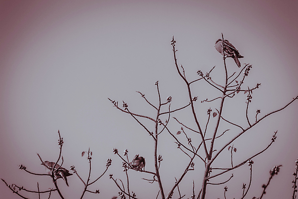 포토 JPG 해외이미지 나무 구름 야생동물 음식 분홍색 백그라운드 잎 과일 자연 조류 하늘 풍경 사람없음 초록색 여름 파란색 컬러풀 환경 봄 가을 나뭇가지 잡기 약초 숲 허브 비둘기 신성 떠남 해외202009 해외포토 자연요소 식물 동물 계절 컬러 모션 풀_식물 생태계 파일형식