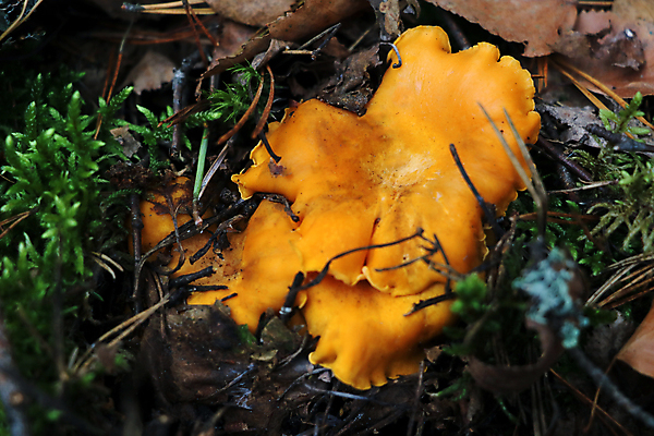 포토 JPG 해외이미지 식물 전통 계절 음식 백그라운드 잎 오렌지 재료 자연 건강 사람없음 야외 목재 초록색 여름 컬러풀 갈색 노란색 바구니 버섯 활발 수확 가을 시골 신선 상품 숲 먹기 가득함 유기농 날것 내추럴 그물버섯 식용 채식주의자 맛있는 해외202009 해외포토 나무 웰빙 컬러 컨셉 농업 과일 모션 생태계 채식 파일형식