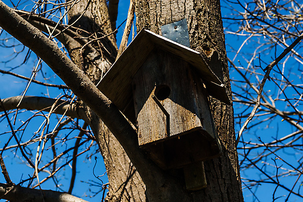 포토 JPG 해외이미지 나무 식물 야생동물 자연 조류 하늘 주택 그림자 앉기 사람없음 야외 목재 상자 갈색 환경 봄 회색 나뭇가지 시골 구멍 둥지 보호 숲 나무껍질 서식지 내추럴 생태학 옛날 해외202009 해외포토 동물 계절 교육 컬러 컨셉 재료 모션 건물 껍질 생태계 파일형식