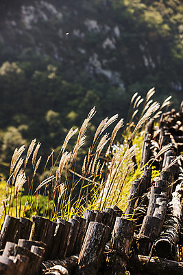 포토 JPG 주간 여행 산 한국 갈대 풍경 사람없음 야외 관광지 성 경상북도 성벽 국내여행 문경 고모산성 국내포토 자연요소 식물 건축물 아시아 경상도 산성 파일형식