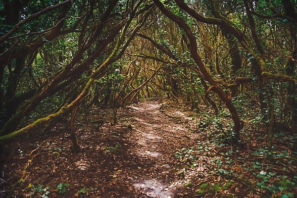 포토 JPG 해외이미지 나무 공원 길 야생동물 여행 백그라운드 잎 자국 자연 휴가 풍경 사람없음 목재 초록색 여름 태양 환경 맑음 산책 하이킹 시골 신선 숲 신비 열대우림 장면 상록수 내추럴 깊이 방법 선로 옛날 해외202009 해외포토 자연요소 식물 동물 계절 공공시설 컬러 컨셉 재료 레저 날씨 휴식 생태계 파일형식