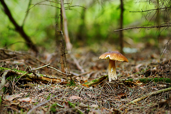 포토 JPG 해외이미지 모자 계절 음식 줄기 우산 자연 사람없음 야외 컵 버섯 가을 흰색 선택 맛 숲 곰팡이 그물버섯 삼림지대 식용 캡모자 해외202009 해외포토 식물 모자_잡화 식기 잡화 컬러 컨셉 생태계 파일형식