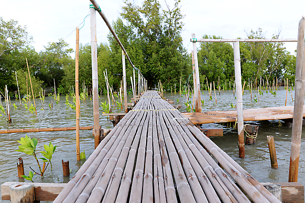 포토 JPG 해외이미지 나무 식물 선 파도 바다 태국 자연 조류 동양인 풍경 사람없음 야외 목재 환경 줄무늬 습지 오솔길 천 대나무 빈털터리 썩음 옛날 줄서기 해외202009 해외포토 동물 아시아 길 무늬 재료 모션 인종 직물 생태계 파일형식