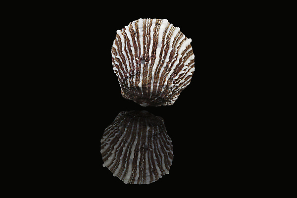 포토 JPG 해외이미지 모양 동물 1 디자인 교육 야생동물 바다 과학 신체 자연 조개 바닥 종류 사람없음 장식 컬러풀 갈색 검은색 껍질 흰색 머리빗 만 즐거움 싱글 질감 아라비아 고립 두바이 파스텔톤 혼자 해외202009 해외포토 감정 컬러 어패류 미용용품 생태계 아랍에미리트 파일형식