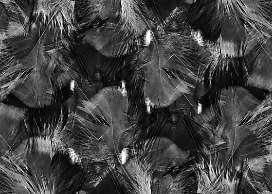 포토 JPG 해외이미지 디자인 종이 백그라운드 패턴 일러스트 벽지 추상 새로움 아이디어 흑백 창조 미술 사람없음 컴퓨터그래픽 가로 검은색 공백 회색 수확 플랫 닫기 천 깃털 그림 질감 문서 솜털 그런지 대칭 카피스페이스 해외202009 해외포토 컬러 컨셉 무늬 농업 모션 문화예술 촬영기법 그래픽 직물 파일형식