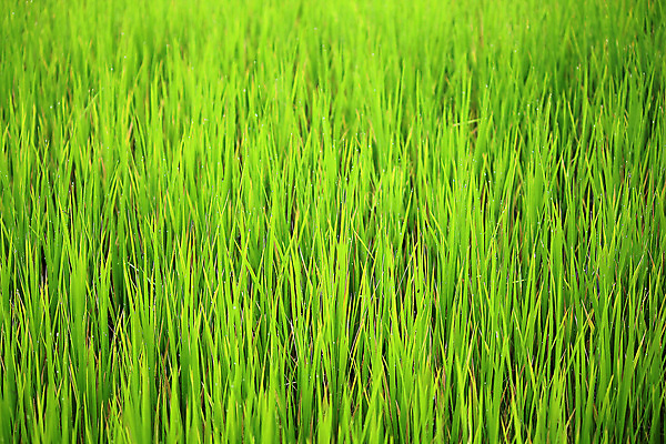 포토 JPG 해외이미지 식물 계절 아시아 문화 음식 백그라운드 잎 농업 자연 밥 따뜻함 씨앗 동양인 풍경 사람없음 야외 초록색 농작물 컬러풀 농장 정원 일본 중국 수확 성장 시골 낟알 시리얼 날것 내추럴 논밭 숙성 해외202009 해외포토 나라 산업 컬러 밭 논 인종 생태계 파일형식