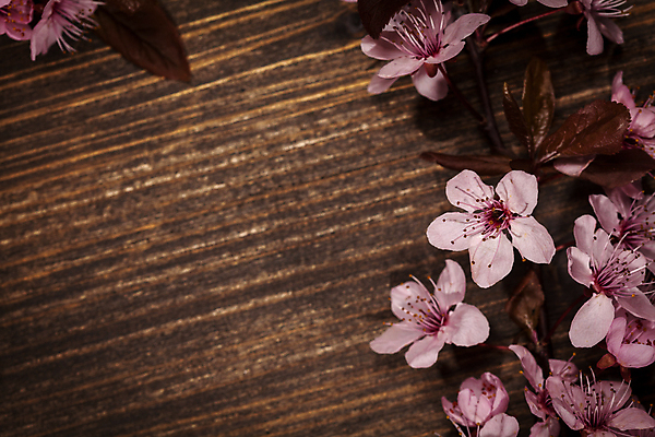 포토 JPG 해외이미지 나무 계절 꽃 분홍색 백그라운드 자연 사람없음 목재 정원 일본 봄 벚꽃 흰색 나뭇가지 시골 신선 개화 체리 내추럴 해외202009 해외포토 식물 아시아 컬러 과일 재료 생태계 파일형식