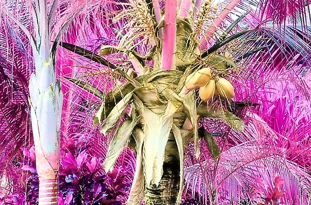 포토 JPG 해외이미지 분홍색 사람없음 야외 야자수 세이셸 야자수잎 해외202009 해외포토 나무 컬러 잎 아프리카 파일형식