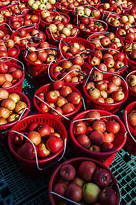포토 JPG 주간 여행 과일 한국 풍경 사람없음 야외 관광지 바구니 여러개 사과 경상북도 특산물 국내여행 청송 얼음골사과 국내포토 자연요소 아시아 다수 경상도 파일형식