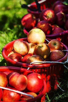 포토 JPG 주간 여행 과일 한국 풍경 근접촬영 사람없음 야외 관광지 바구니 여러개 사과 경상북도 특산물 국내여행 청송 얼음골사과 국내포토 자연요소 아시아 뷰포인트 다수 경상도 파일형식