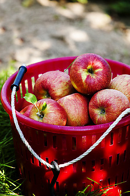 포토 JPG 주간 여행 과일 한국 풍경 근접촬영 사람없음 야외 관광지 바구니 여러개 사과 경상북도 특산물 국내여행 청송 얼음골사과 국내포토 자연요소 아시아 뷰포인트 다수 경상도 파일형식