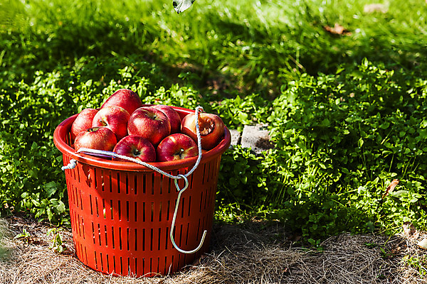포토 JPG 주간 여행 과일 한국 풍경 사람없음 야외 관광지 바구니 여러개 사과 경상북도 특산물 국내여행 청송 얼음골사과 국내포토 자연요소 아시아 다수 경상도 파일형식
