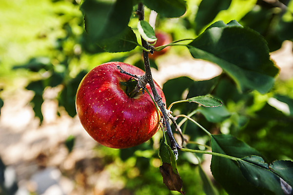 포토 JPG 주간 여행 과일 한국 풍경 근접촬영 사람없음 야외 관광지 한개 사과 경상북도 특산물 국내여행 청송 얼음골사과 국내포토 자연요소 1 아시아 뷰포인트 경상도 파일형식