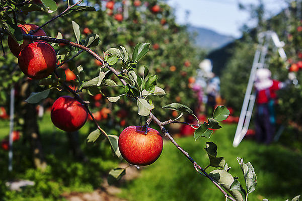 포토 JPG 주간 여행 과일 한국 풍경 사람없음 야외 아웃포커스 관광지 사과 경상북도 특산물 국내여행 청송 얼음골사과 국내포토 자연요소 아시아 촬영기법 경상도 파일형식