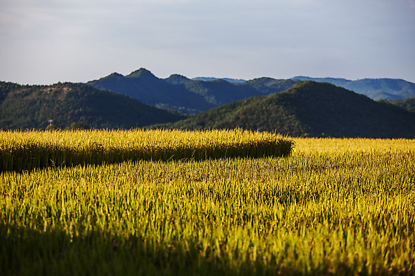 포토 JPG 주간 여행 한국 논 풍경 사람없음 야외 관광지 추수 벼 경상북도 특산물 국내여행 청송 국내포토 자연요소 아시아 농업 곡류 경상도 파일형식