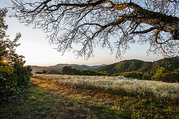 포토 JPG 주간 나무 호수 여행 한국 풍경 사람없음 야외 관광지 안개 경상북도 고목 국내여행 주산지 청송 국내포토 자연요소 식물 아시아 날씨 경상도 파일형식