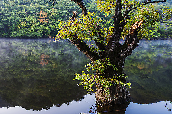 포토 JPG 주간 나무 호수 여행 한국 풍경 사람없음 야외 관광지 반사 안개 경상북도 고목 국내여행 주산지 청송 국내포토 자연요소 식물 아시아 날씨 경상도 파일형식