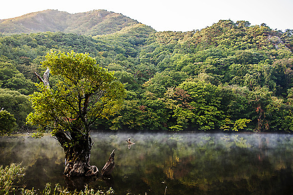포토 JPG 주간 나무 호수 여행 한국 풍경 사람없음 야외 관광지 반사 안개 경상북도 고목 국내여행 주산지 청송 국내포토 자연요소 식물 아시아 날씨 경상도 파일형식