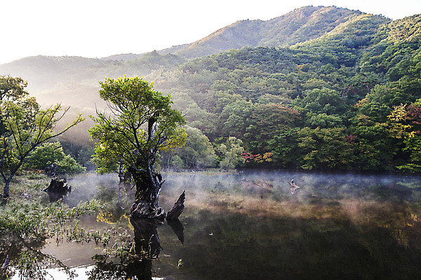포토 JPG 주간 나무 호수 여행 한국 풍경 사람없음 야외 관광지 반사 안개 경상북도 고목 국내여행 주산지 청송 국내포토 자연요소 식물 아시아 날씨 경상도 파일형식