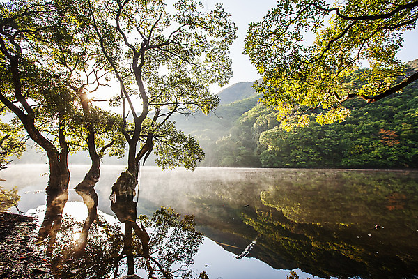포토 JPG 주간 나무 호수 여행 한국 풍경 사람없음 야외 관광지 햇빛 반사 안개 경상북도 고목 국내여행 주산지 청송 국내포토 자연요소 식물 아시아 날씨 태양 경상도 파일형식
