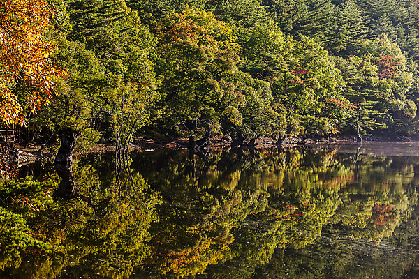포토 JPG 주간 나무 호수 여행 한국 풍경 사람없음 야외 관광지 반사 안개 경상북도 고목 국내여행 주산지 청송 국내포토 자연요소 식물 아시아 날씨 경상도 파일형식