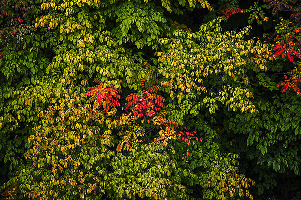 포토 JPG 주간 나무 호수 여행 한국 풍경 사람없음 야외 관광지 안개 경상북도 고목 국내여행 주산지 청송 국내포토 자연요소 식물 아시아 날씨 경상도 파일형식