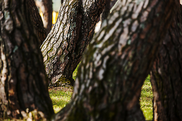 포토 JPG 주간 나무 여행 한국 풍경 근접촬영 사람없음 야외 관광지 경상북도 고목 국내여행 주산지 청송 국내포토 자연요소 식물 아시아 호수 뷰포인트 경상도 파일형식