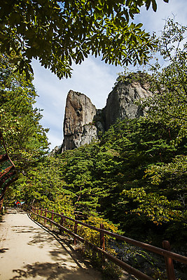 포토 JPG 주간 나무 여행 산 한국 풍경 사람없음 야외 관광지 산책로 암석 숲 경상북도 국내여행 주왕산 청송 국내포토 자연요소 식물 아시아 길 돌_바위 경상도 파일형식