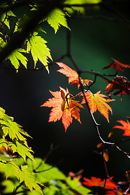 포토 JPG 주간 나무 여행 낙엽 산 한국 풍경 근접촬영 사람없음 야외 관광지 숲 경상북도 국내여행 주왕산 청송 국내포토 자연요소 식물 아시아 뷰포인트 잎 경상도 파일형식