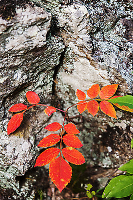 포토 JPG 주간 나무 여행 단풍 낙엽 산 한국 풍경 사람없음 야외 관광지 바위 숲 경상북도 국내여행 주왕산 청송 국내포토 자연요소 식물 아시아 잎 돌_바위 경상도 파일형식