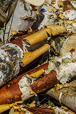 포토 JPG 해외이미지 나무 선 조각 백그라운드 잎 패턴 부분 자연 건조 사람없음 야외 목재 초록색 갈색 껍질 흰색 나뭇가지 시골 반지 원형 거친 숲 장작 천 유기농 질감 나무껍질 자작나무 잡동사니 내추럴 수목 해외202009 해외포토 도형 식물 웰빙 컬러 무늬 재료 장신구 직물 생태계 파일형식