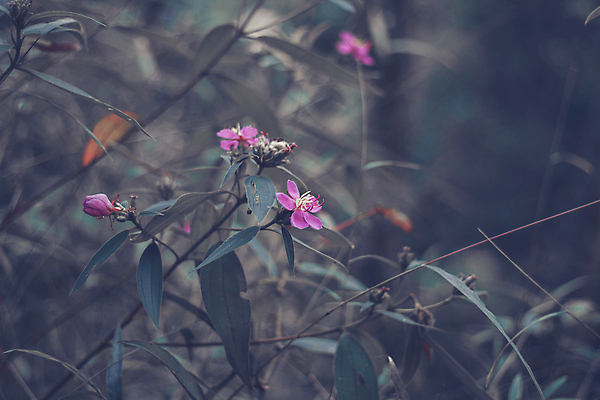 포토 JPG 해외이미지 식물 계절 꽃잎 꽃 분홍색 백그라운드 잎 꽃무늬 태국 자연 아침 건강 동양인 사람없음 초록색 물 컬러풀 약 정원 보라색 봄 벚꽃 흰색 신선 개화 닫기 숲 인도인 허브 제비꽃 내추럴 해외202009 해외포토 주간 자연요소 외국인 아시아 컬러 무늬 의학 모션 인종 생태계 파일형식