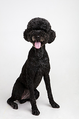 포토 JPG 스튜디오촬영 동물 한마리 응시 반려견 실내 사람없음 옆모습 반려동물 귀여움 개 강아지 흰배경 반려 스탠다드푸들 국내포토 1 시선 뷰포인트 백그라운드 컨셉 포유류 내부 흰색 푸들 파일형식