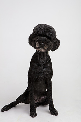 포토 JPG 스튜디오촬영 동물 한마리 반려견 실내 사람없음 앞모습 반려동물 귀여움 개 강아지 흰배경 반려 스탠다드푸들 국내포토 1 뷰포인트 백그라운드 컨셉 포유류 내부 흰색 푸들 파일형식