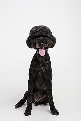 포토 JPG 스튜디오촬영 동물 한마리 반려견 실내 사람없음 앞모습 반려동물 귀여움 개 강아지 흰배경 반려 스탠다드푸들 국내포토 1 뷰포인트 백그라운드 컨셉 포유류 내부 흰색 푸들 파일형식