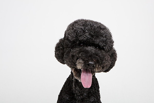 포토 JPG 스튜디오촬영 동물 한마리 반려견 실내 근접촬영 사람없음 앞모습 반려동물 귀여움 개 강아지 흰배경 반려 스탠다드푸들 국내포토 1 뷰포인트 백그라운드 컨셉 포유류 내부 흰색 푸들 파일형식