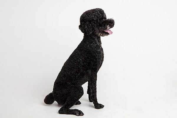 포토 JPG 스튜디오촬영 동물 한마리 응시 반려견 실내 사람없음 옆모습 반려동물 귀여움 개 강아지 흰배경 반려 스탠다드푸들 국내포토 1 시선 뷰포인트 백그라운드 컨셉 포유류 내부 흰색 푸들 파일형식