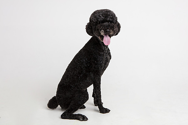 포토 JPG 스튜디오촬영 동물 한마리 응시 반려견 실내 사람없음 옆모습 반려동물 귀여움 개 강아지 흰배경 반려 스탠다드푸들 국내포토 1 시선 뷰포인트 백그라운드 컨셉 포유류 내부 흰색 푸들 파일형식