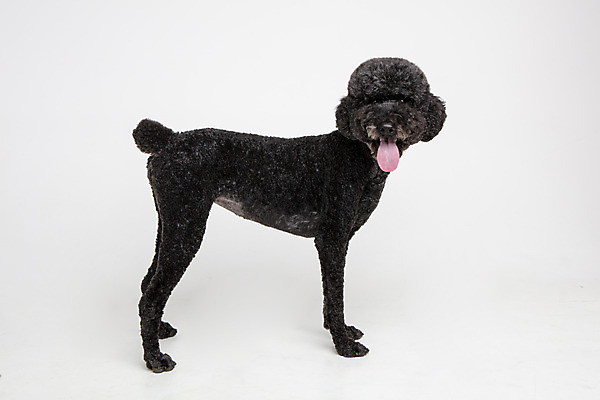 포토 JPG 스튜디오촬영 동물 한마리 응시 반려견 실내 서기 사람없음 옆모습 반려동물 귀여움 개 강아지 흰배경 반려 스탠다드푸들 국내포토 1 시선 뷰포인트 백그라운드 컨셉 포유류 모션 내부 흰색 푸들 파일형식