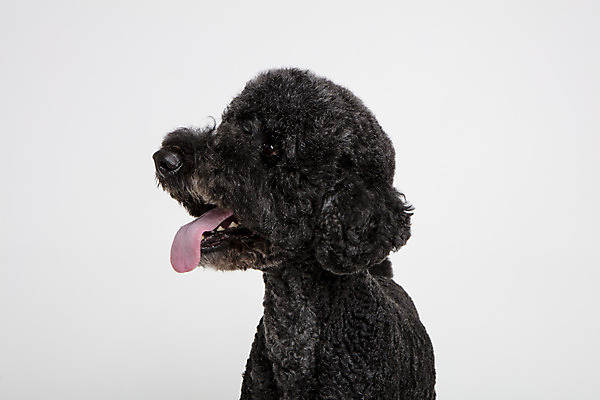 포토 JPG 스튜디오촬영 동물 한마리 응시 반려견 실내 근접촬영 사람없음 옆모습 반려동물 귀여움 개 강아지 흰배경 반려 스탠다드푸들 국내포토 1 시선 뷰포인트 백그라운드 컨셉 포유류 내부 흰색 푸들 파일형식