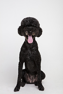 포토 JPG 스튜디오촬영 동물 한마리 반려견 실내 사람없음 앞모습 반려동물 귀여움 개 강아지 흰배경 반려 스탠다드푸들 국내포토 1 뷰포인트 백그라운드 컨셉 포유류 내부 흰색 푸들 파일형식